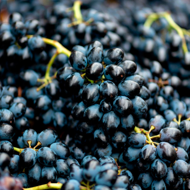 Виноград чёрный