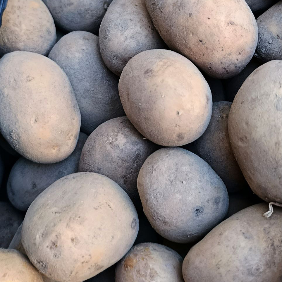 Картофель Бельмонда